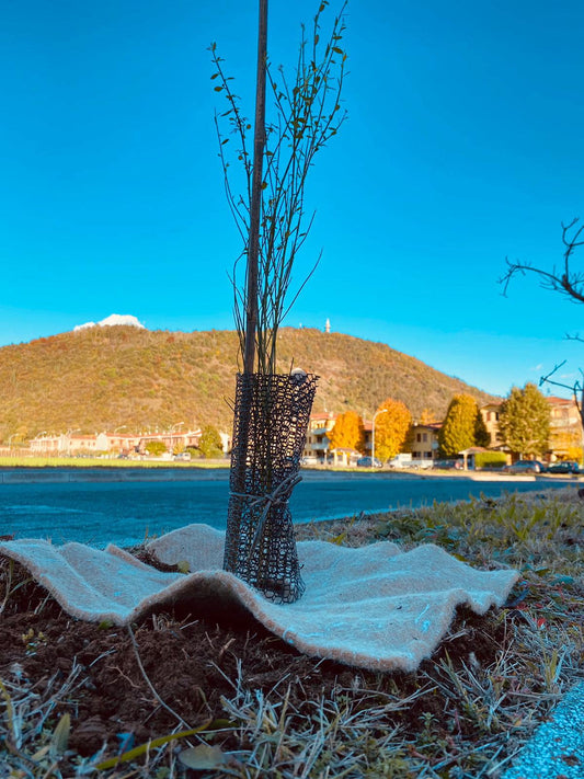Pianta il tuo albero